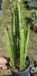 Euphorbia Trigona "African Milk Tree" (1 Gal. Pot)