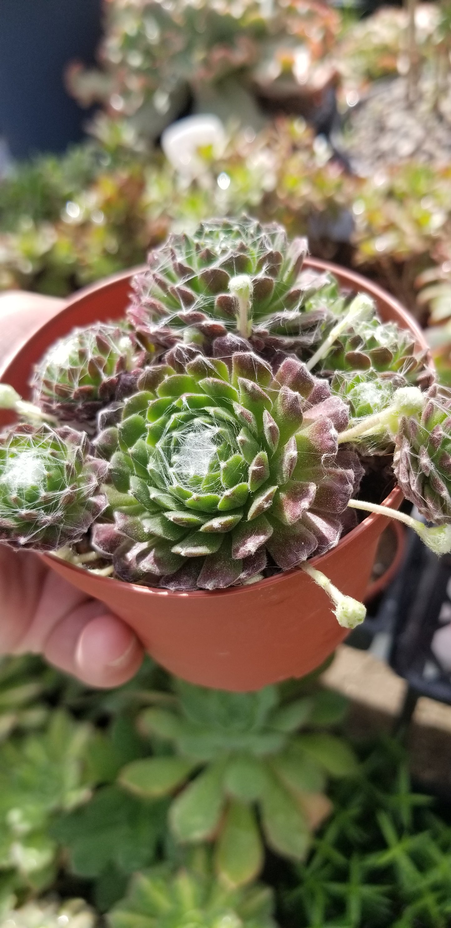 Sempervivum Arachnoideum  (4"Pot)
