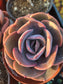 Echeveria Dusty Rose (4" pot) Succulent Plant