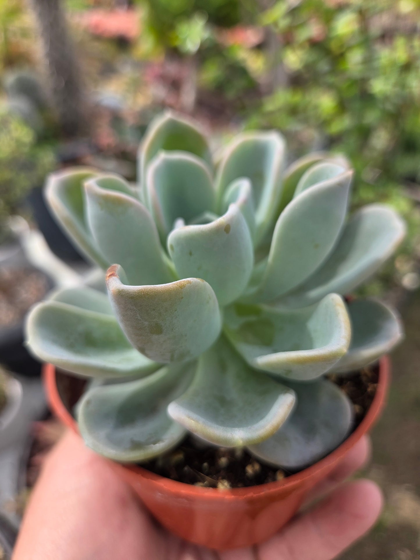 Pachyveria Orpet