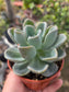 Pachyveria Orpet