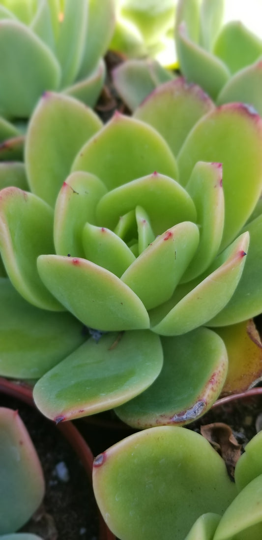 Echeveria Padilla, (4" pot) succulent plant