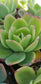 Echeveria Padilla, (4" pot) succulent plant