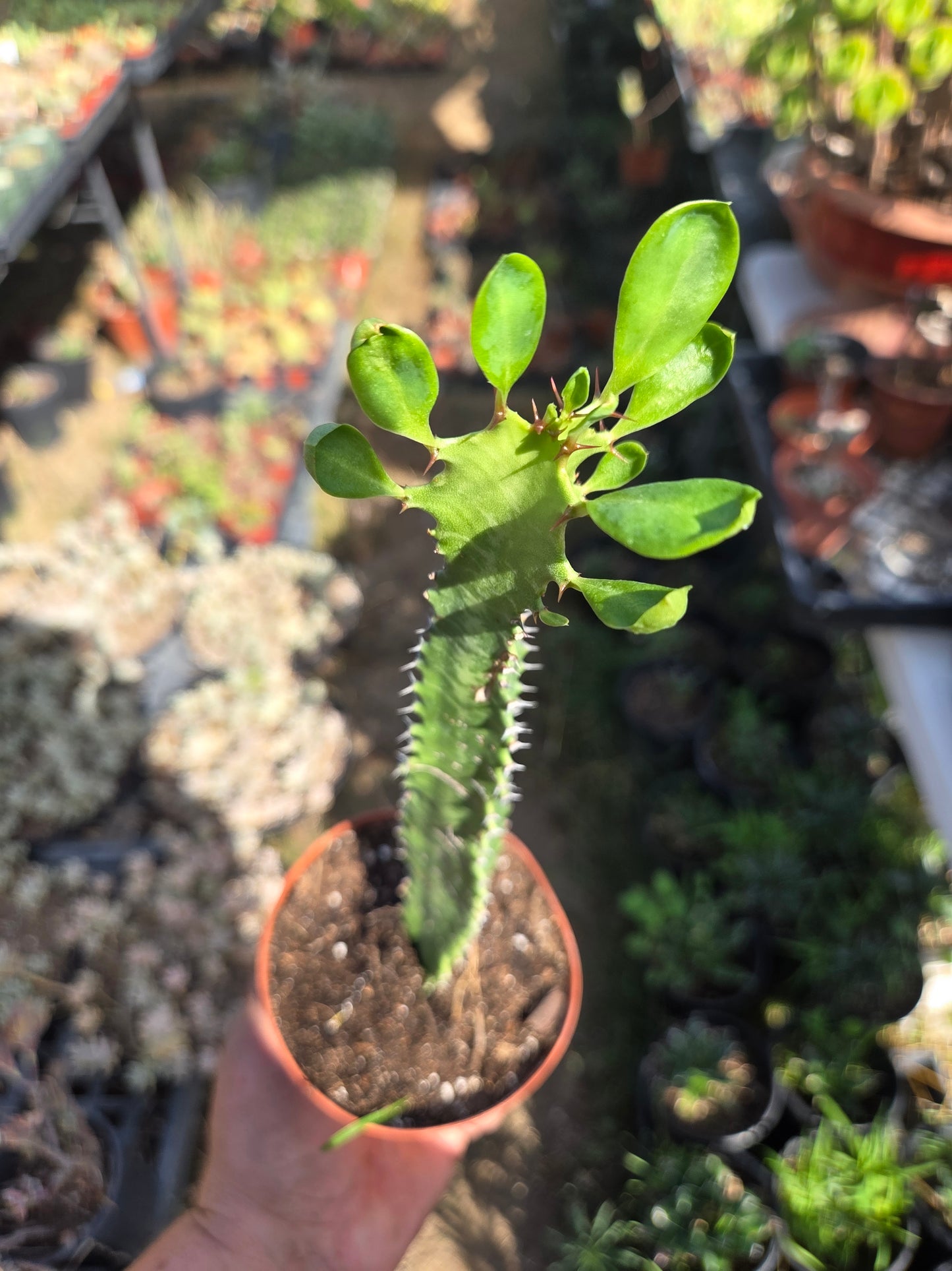 Euphorbia Trigona Milk Tree (4" pot)