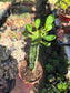 Euphorbia Trigona Milk Tree (4" pot)