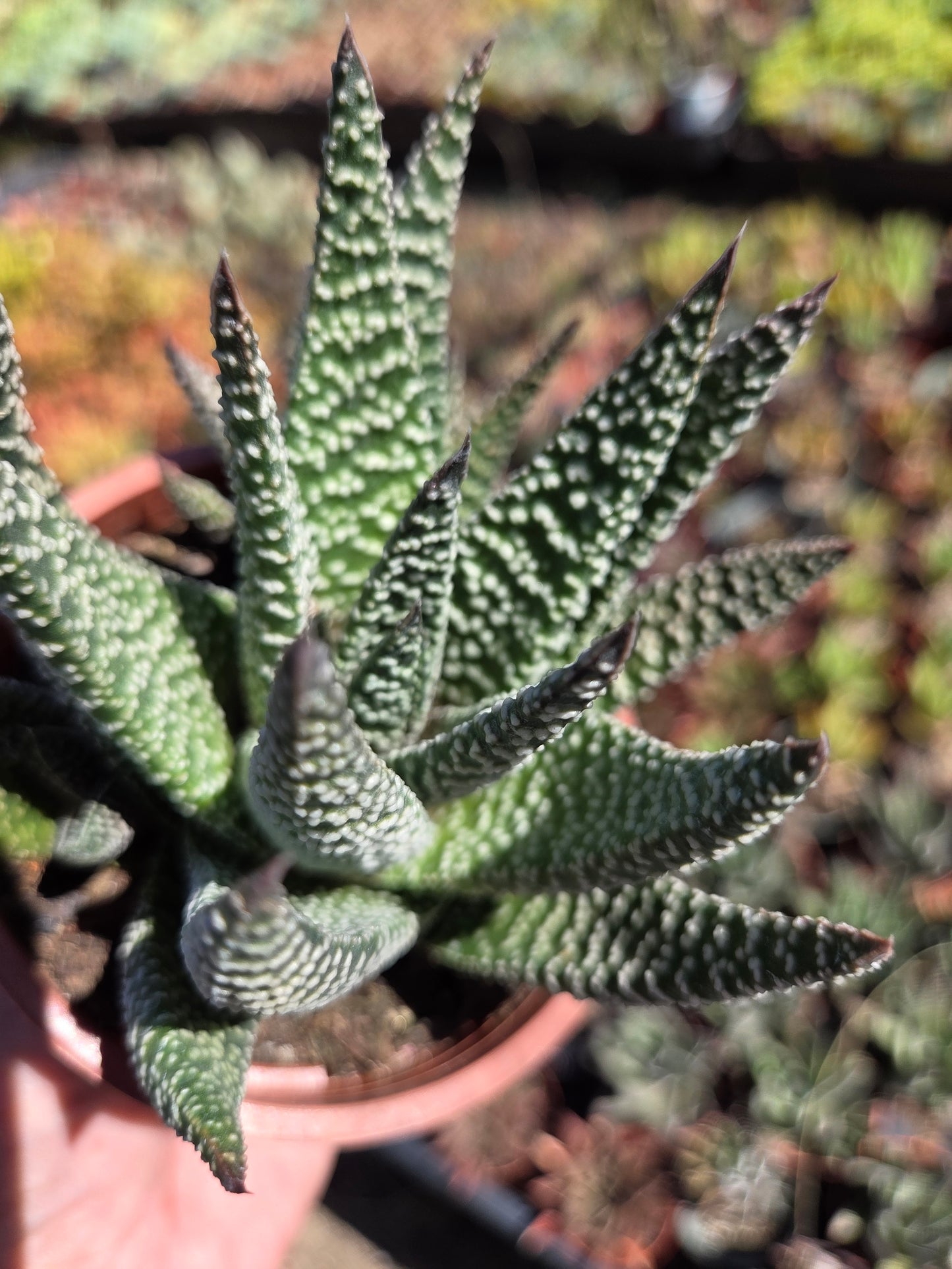 Gasteria Okabanga (4" Pot) Succulent Plant