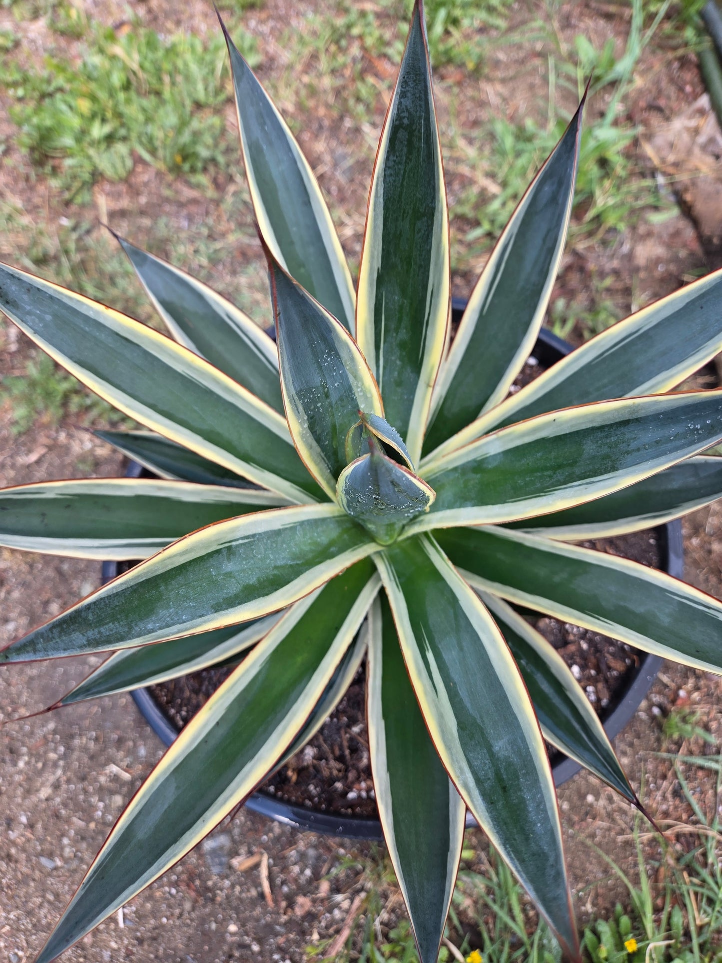 Agave Blue Glow Variegated, Agave Snow Glow (5 Gal. Pot)