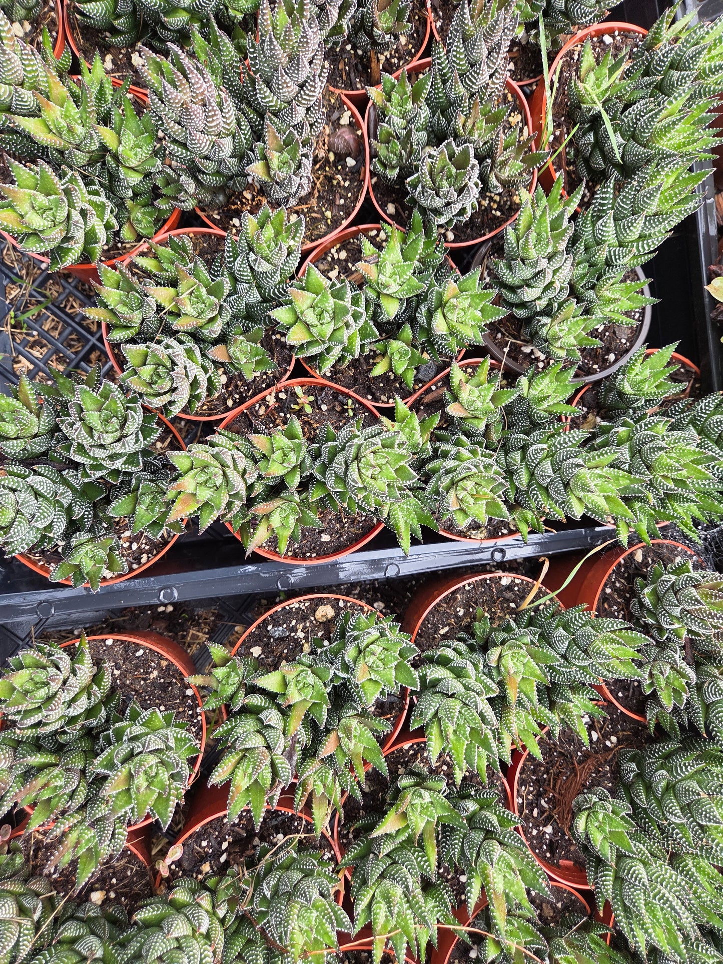 Haworthia Coarctata (4" pot)