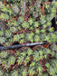 Haworthia Coarctata (4" pot)