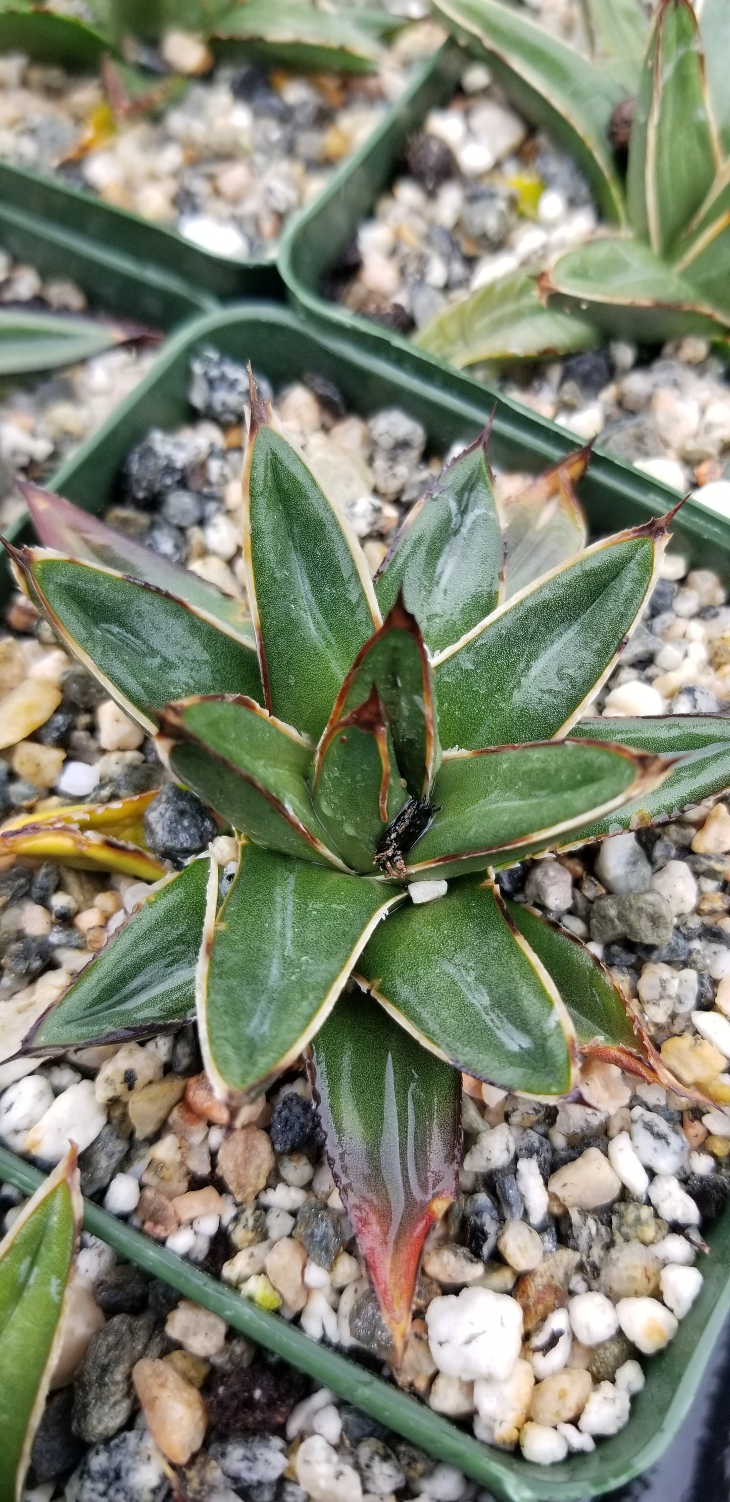 Baby Agave Victoria Reginae (4" pot)