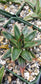 Baby Agave Victoria Reginae (4" pot)