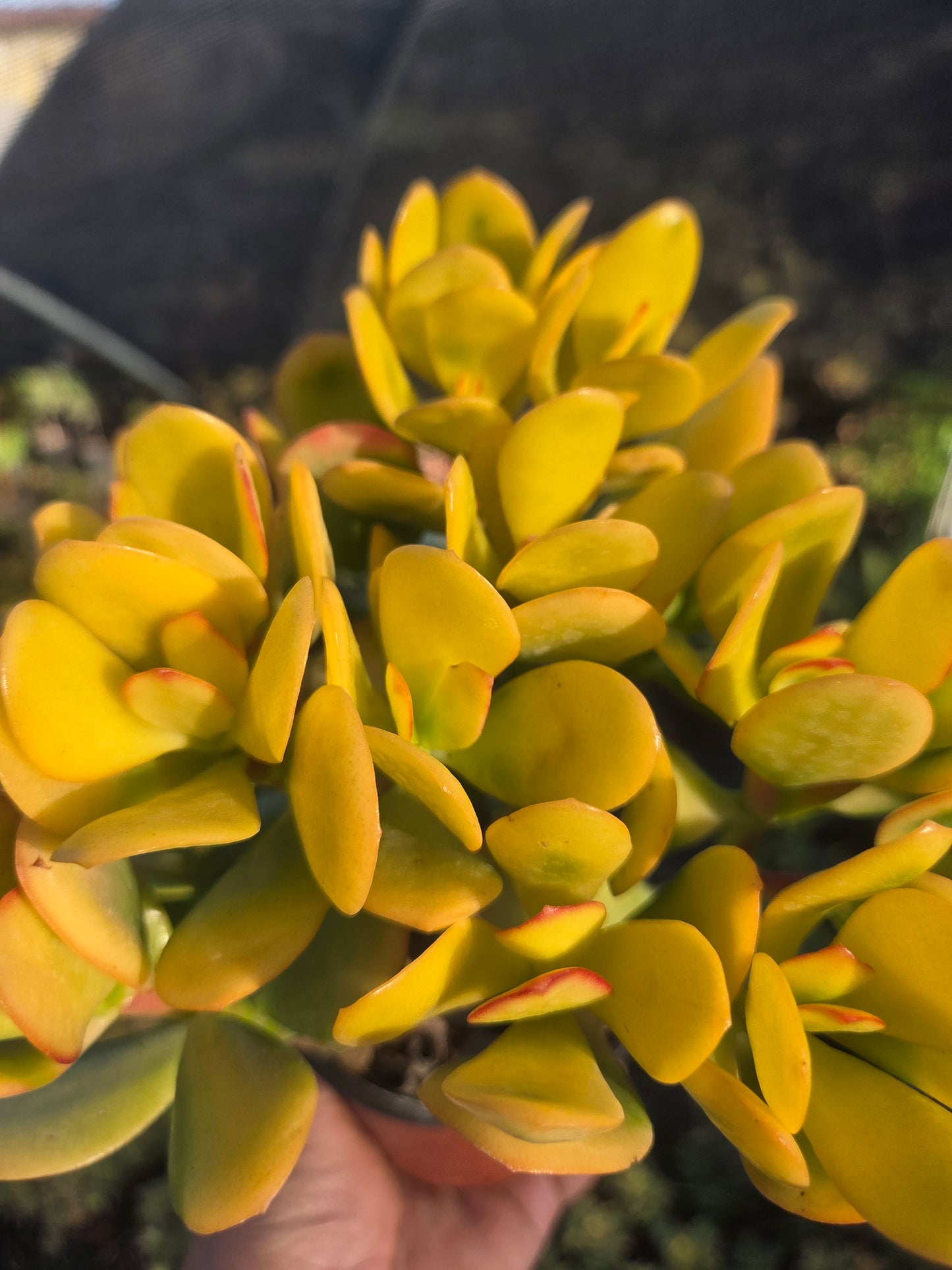 Crassula Ovata Hummel's Sunset (4" Pot)