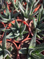 Gasteria Okabanga (4" Pot) Succulent Plant