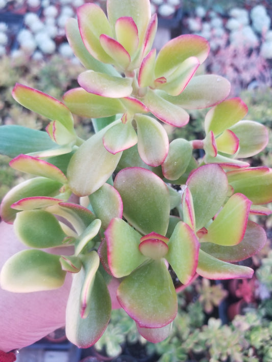 4" Crassula Ovata lemon and Lime