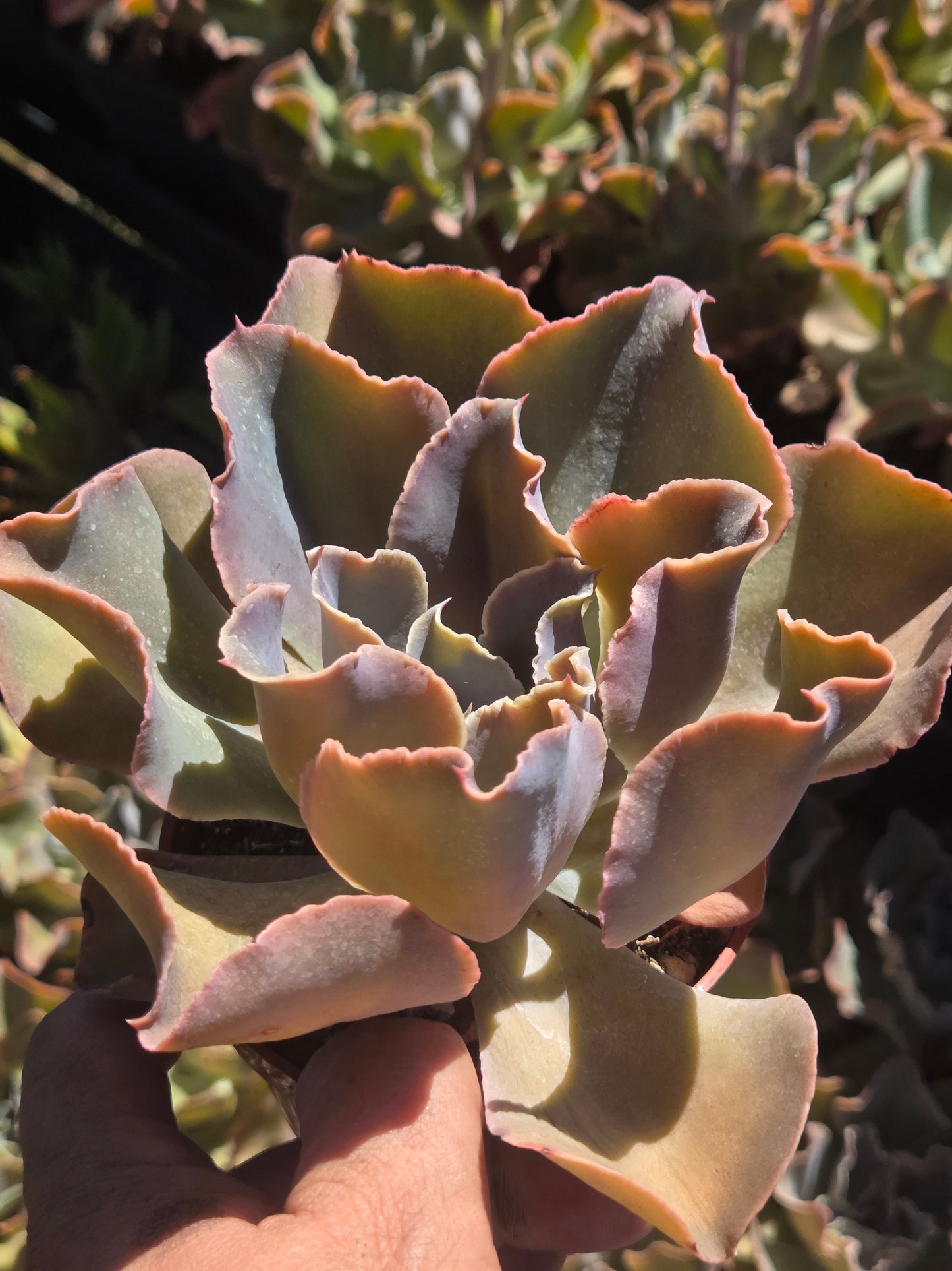 Echeveria Violacina (4" pot)