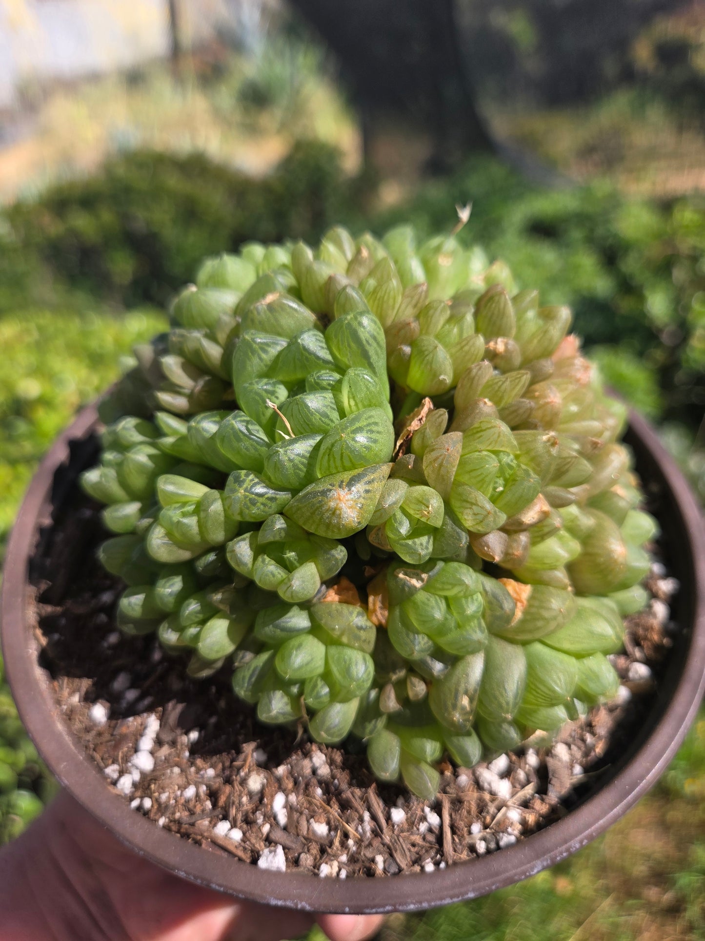 Hawortia Obtusa Crested (6" pot)