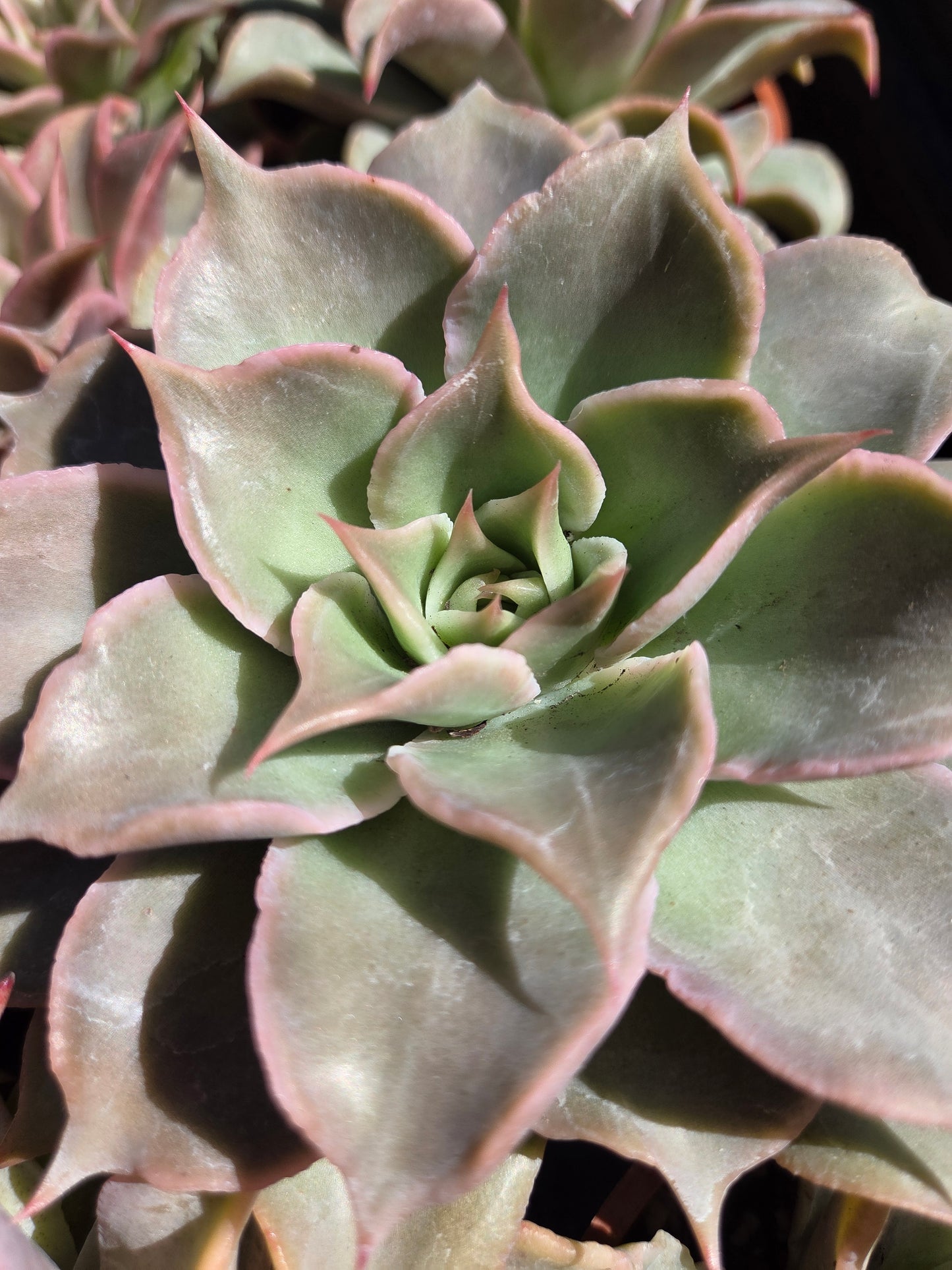 Echeveria Madiba