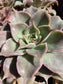 Echeveria Madiba