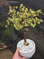 Portulacaria Afra Variegated Tree " Variegated Elephant Bush Tree" Bonsai Tree