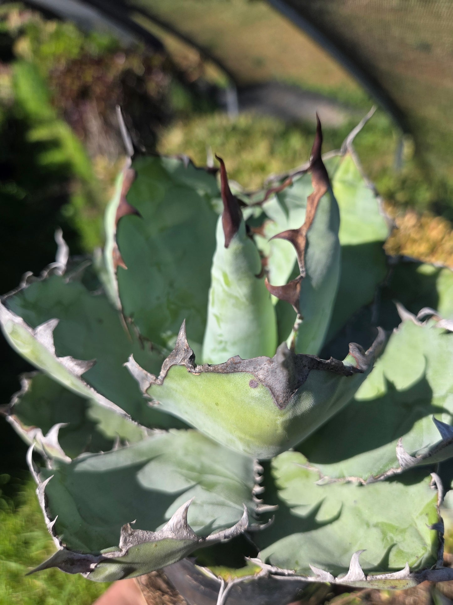 Agave Titanota "Black and Blue"