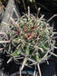 Fishhook Barrel Cactus "Ferocactus Wislizeni" (1 Gal. Pot)