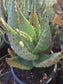 Aloe Marlothii (5 gal. Pot)