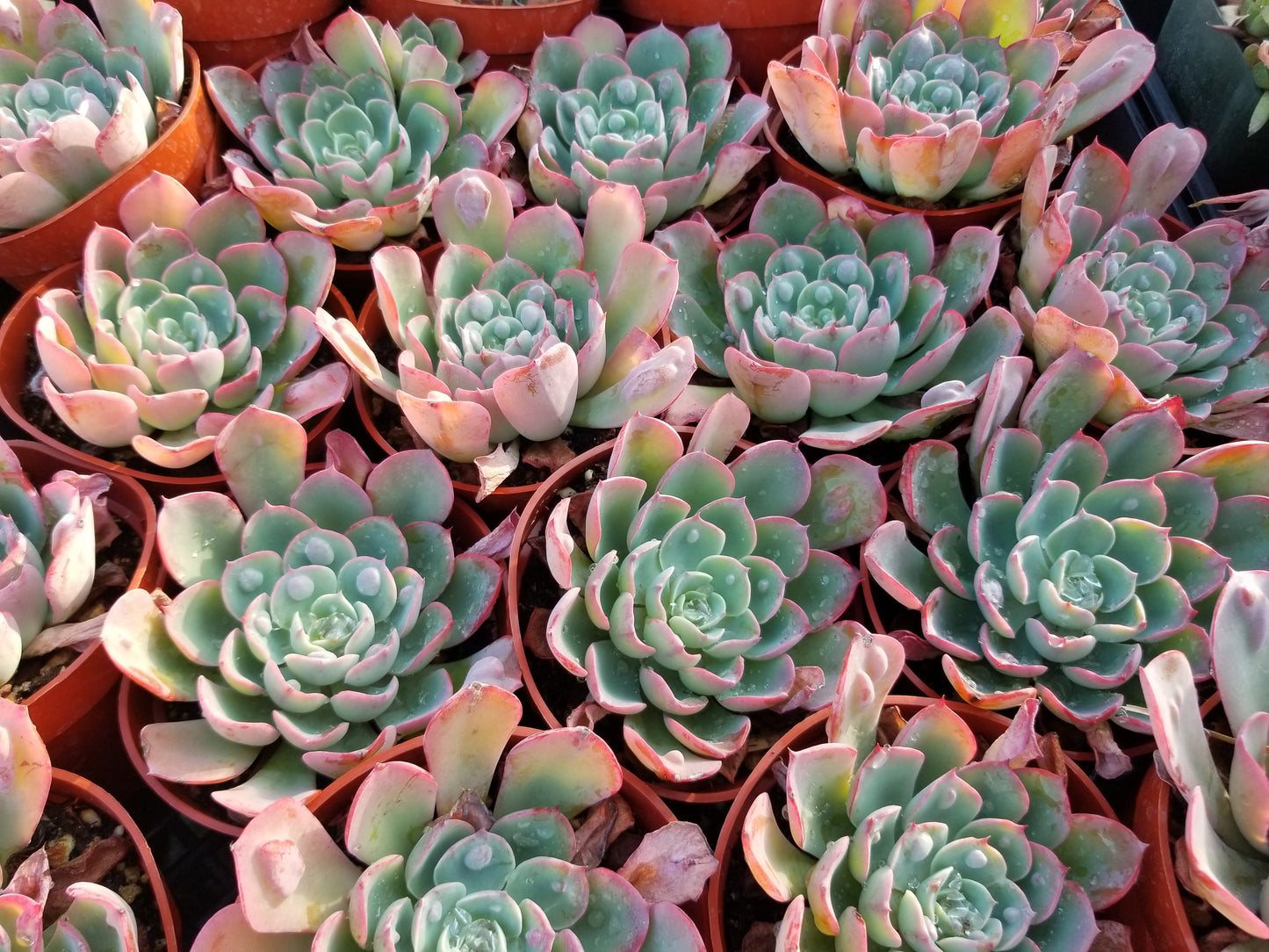 4" Echeveria Raindrops