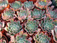 4" Echeveria Raindrops