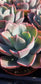 Echeveria Blue Sky (4" Pot)