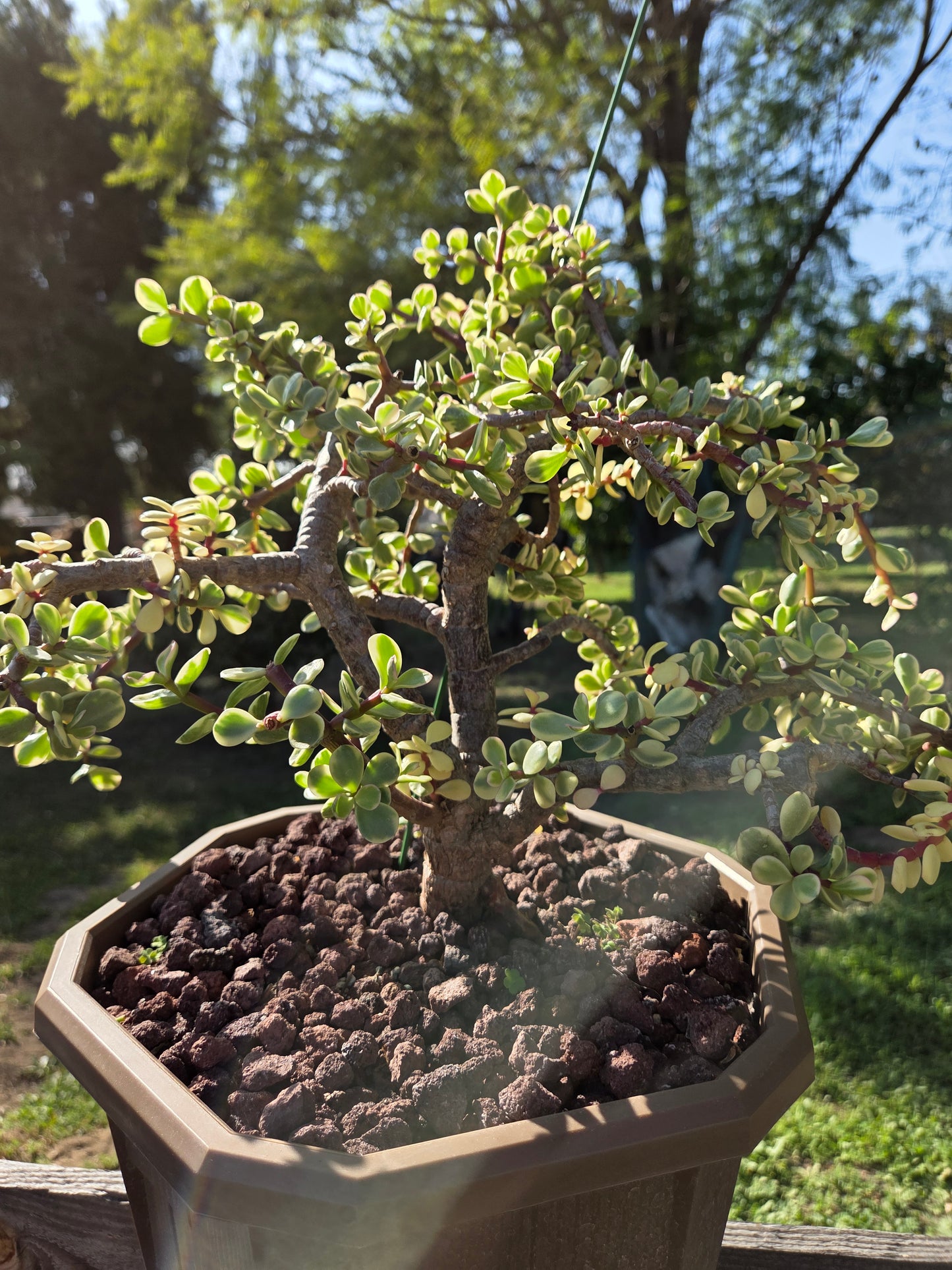 Portulacaria Afra Variegated Tree " Variegated Elephant Bush Tree" Bonsai Tree