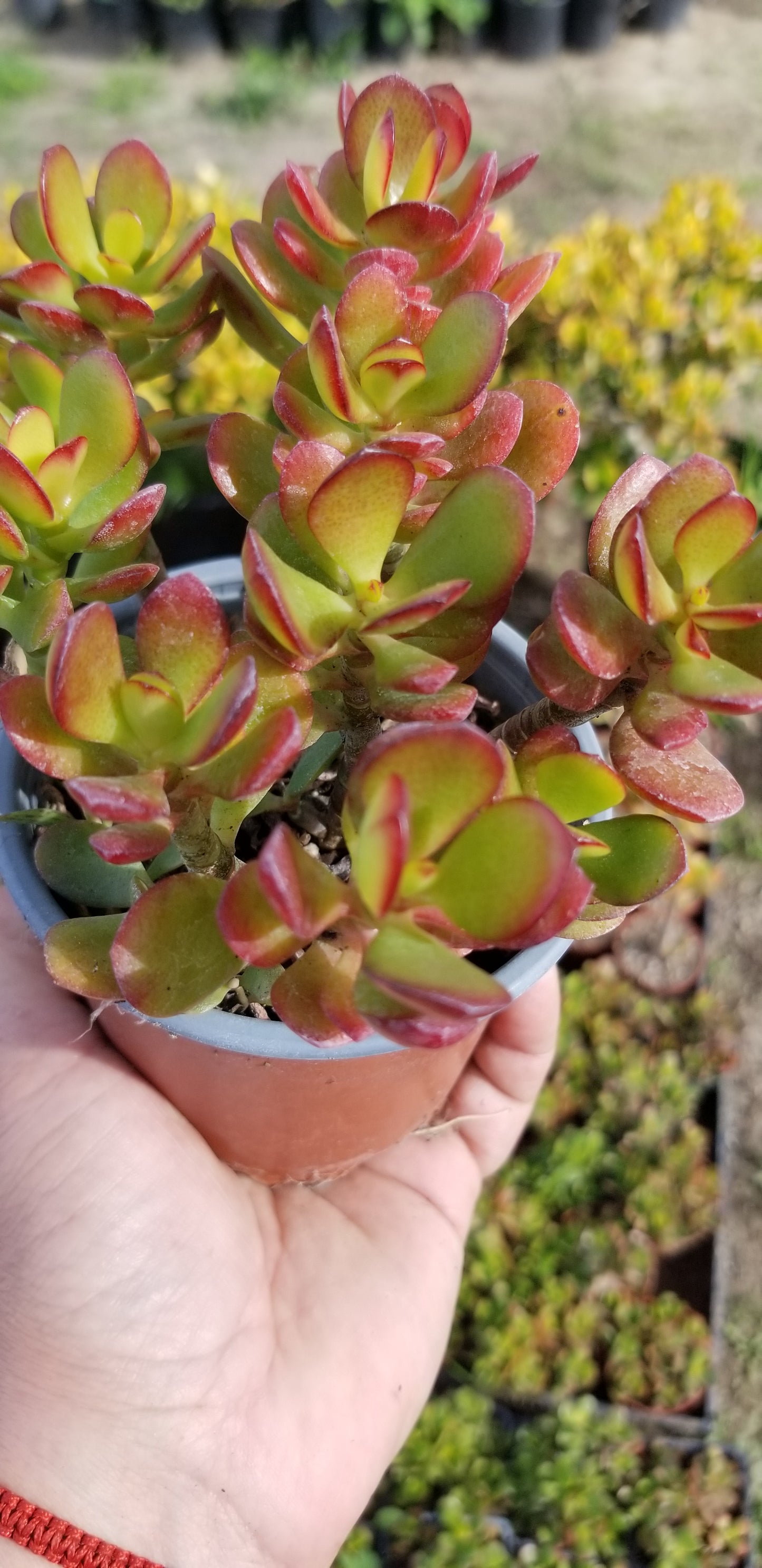 4" Crassula Ovata Crosby's Compact