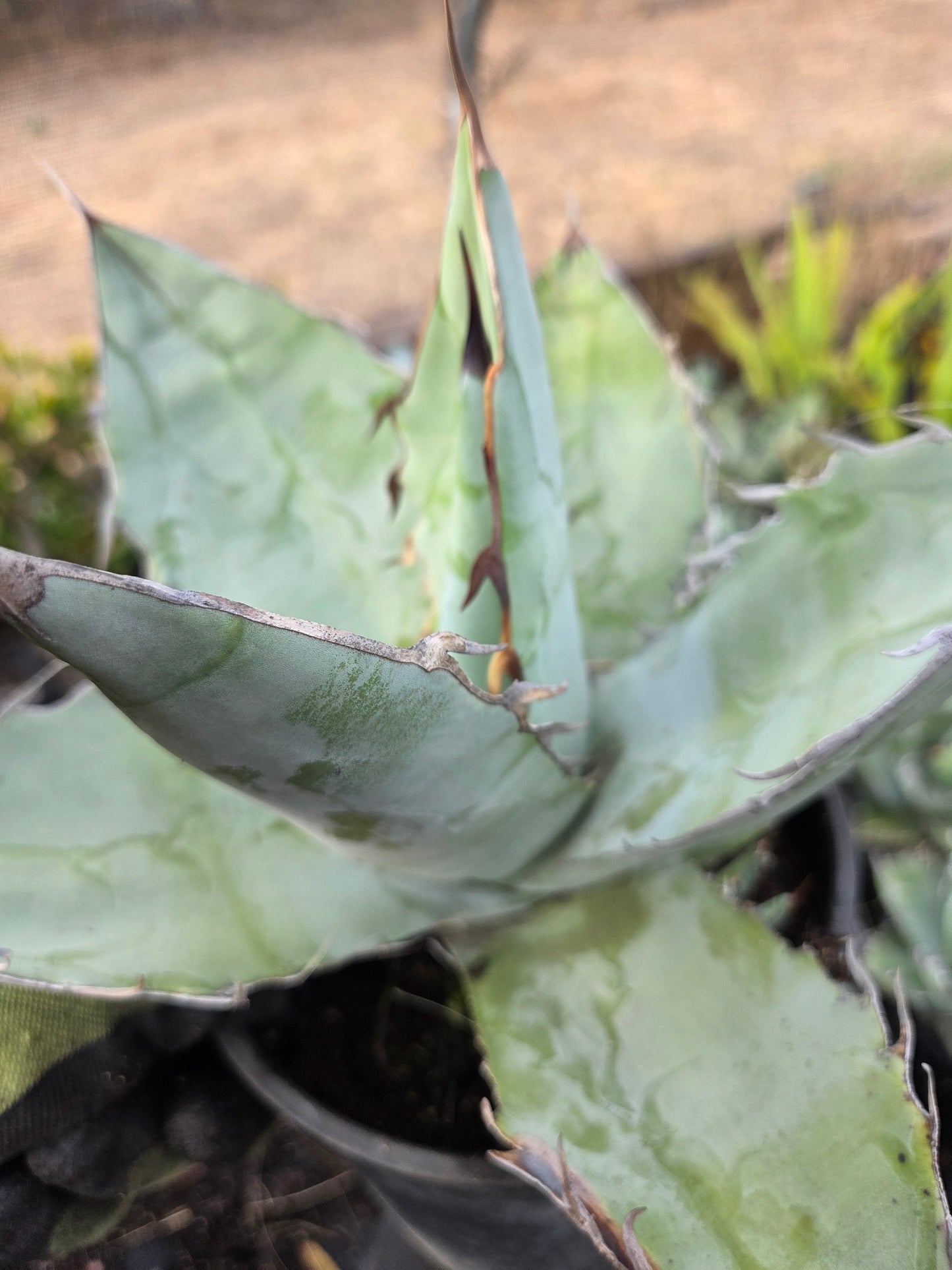 Agave Titanota "White Ice"