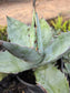 Agave Titanota "White Ice"