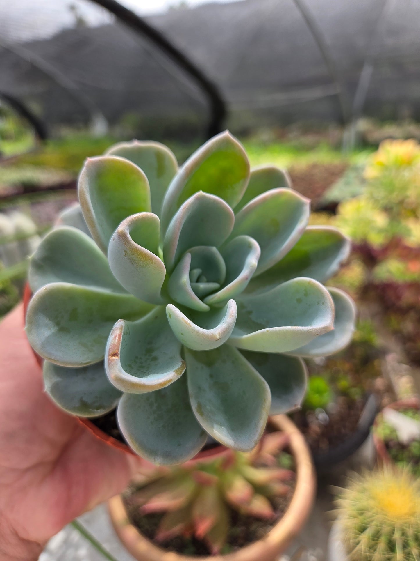Pachyveria Orpet