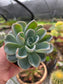 Pachyveria Orpet