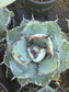 Agave Titanota "Black and Blue"