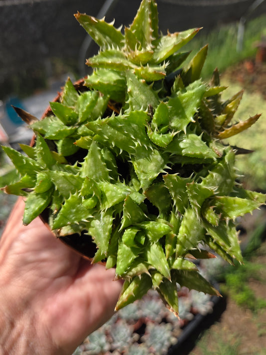 Aloe Juvenna, Tiger Tooth Aloe, Succulent Plant (4" Pot)