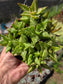 Aloe Juvenna, Tiger Tooth Aloe, Succulent Plant (4" Pot)