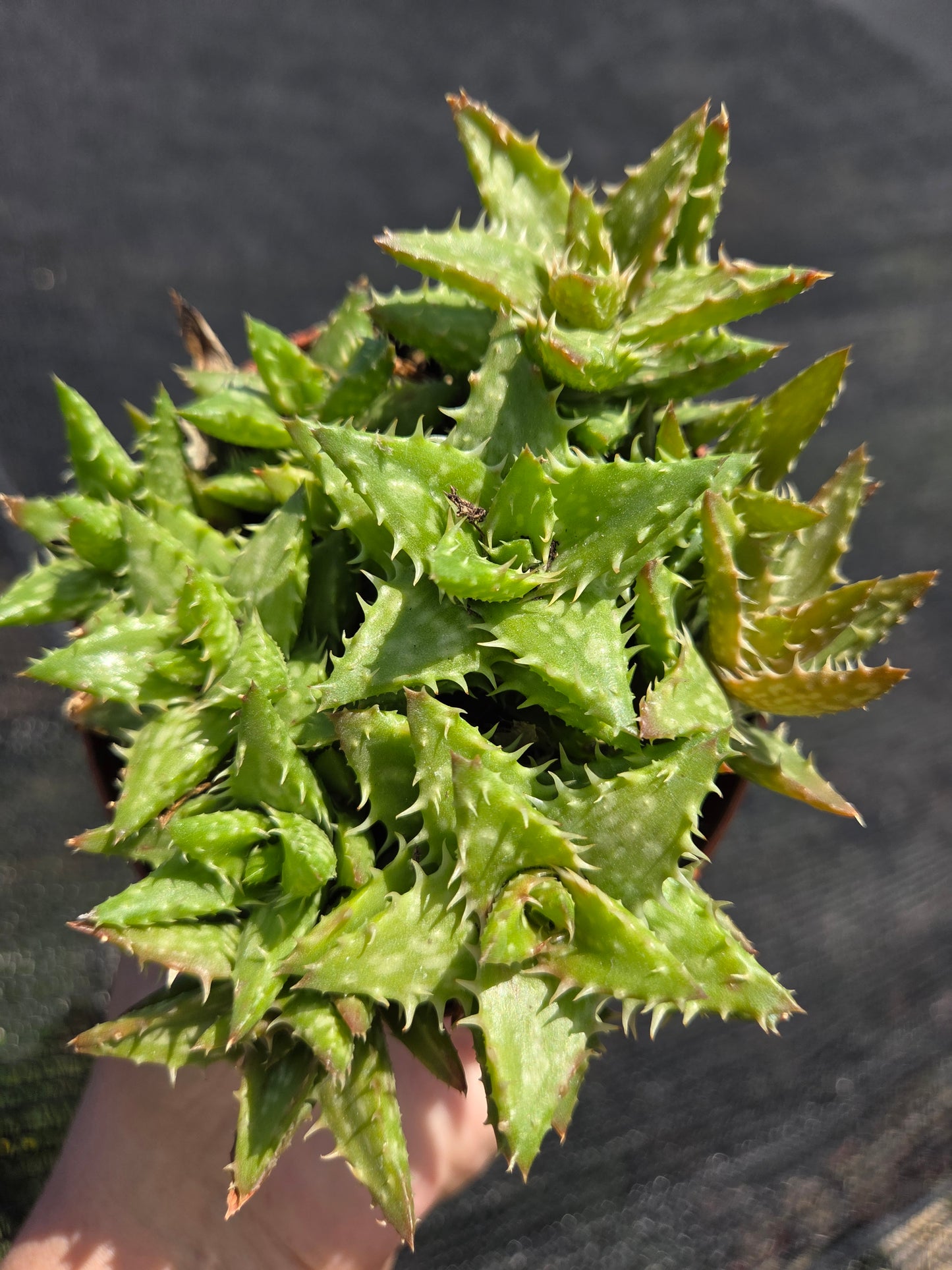 Aloe Juvenna, Tiger Tooth Aloe, Succulent Plant (4" Pot)