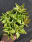Aloe Juvenna, Tiger Tooth Aloe, Succulent Plant (4" Pot)