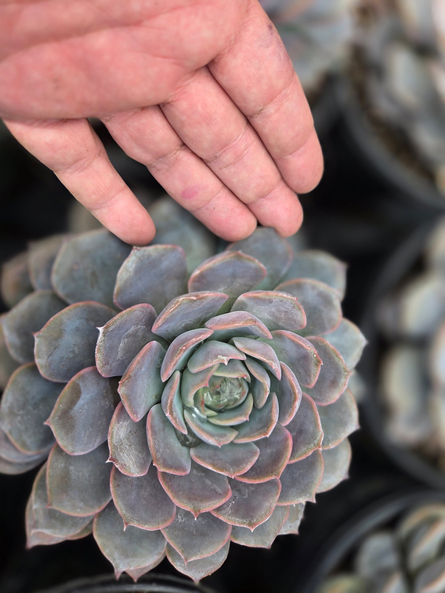 Echeveria Orion (1 gal. Pot) Succulent plant