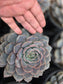 Echeveria Orion (1 gal. Pot) Succulent plant
