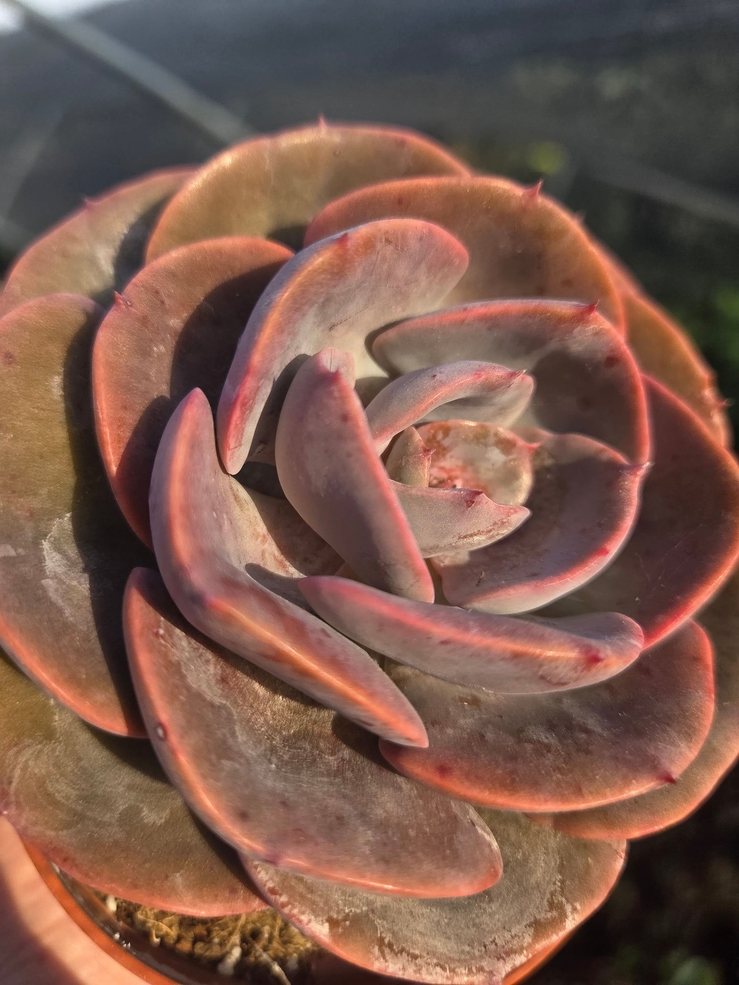 Echeveria Dusty Rose (4" pot) Succulent Plant