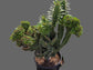 Euphorbia Royleana Crested (3 Gal. Pot)