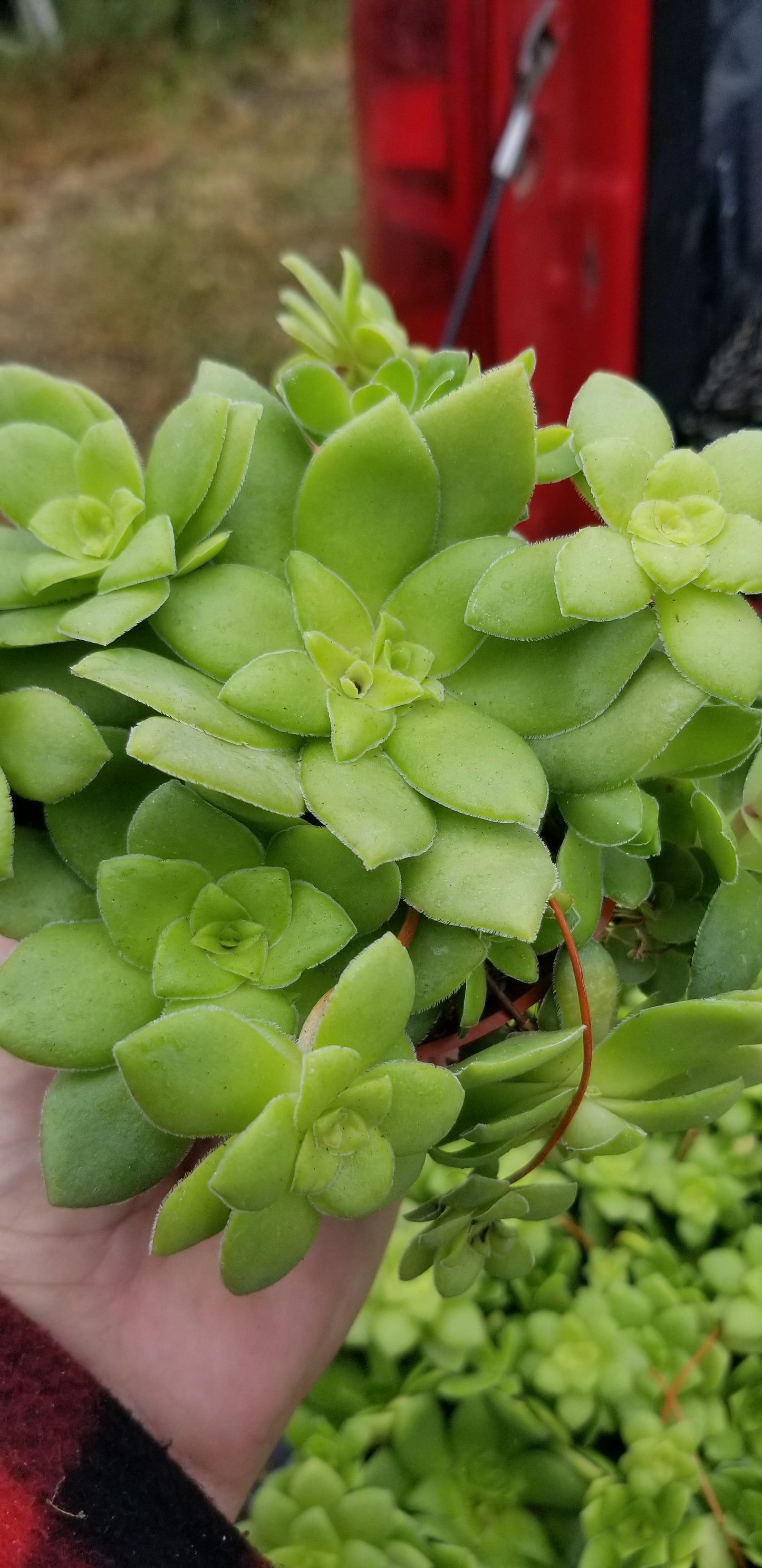 Crassula Orbicularis (4" pot) Succulent plant