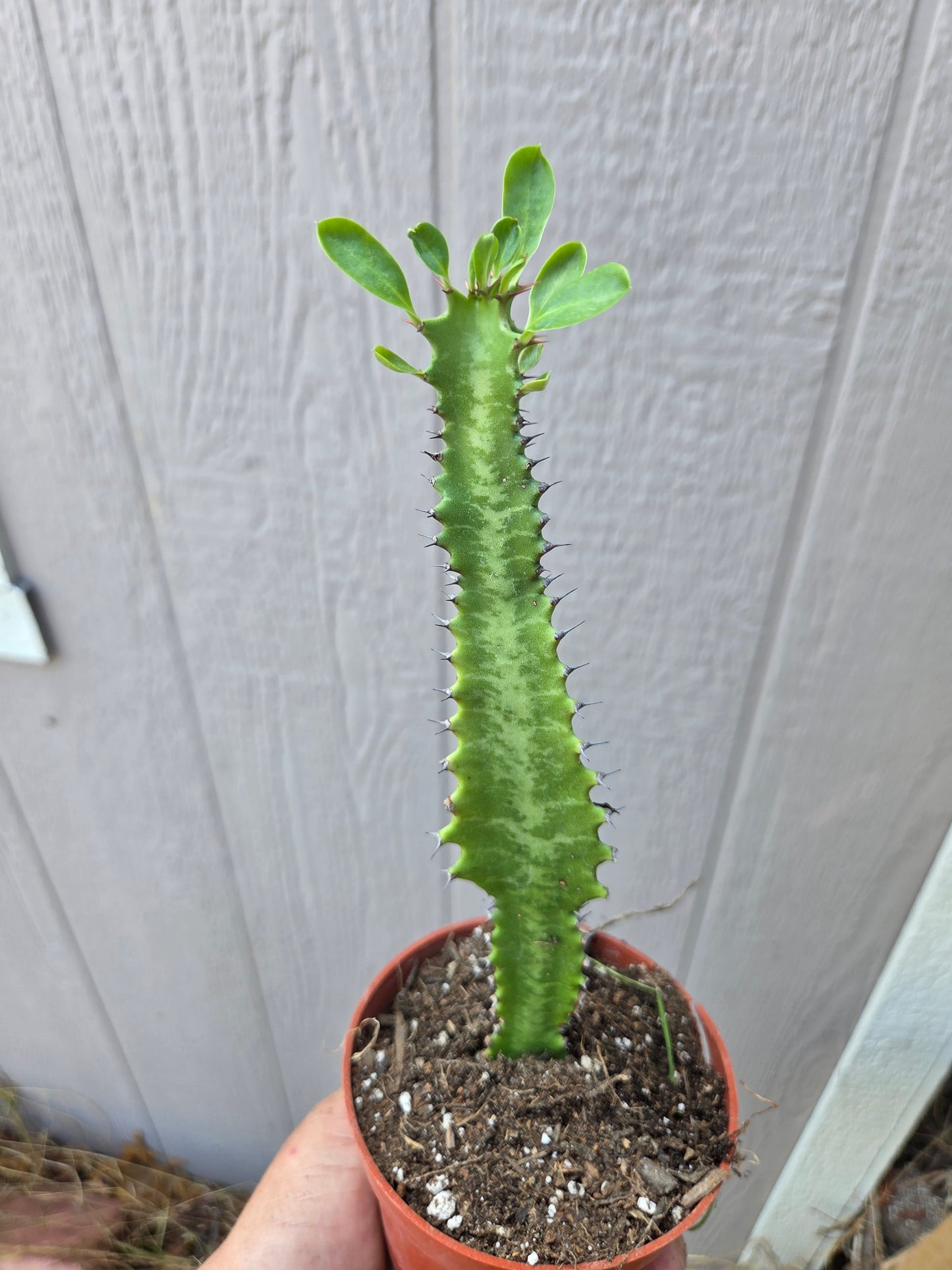 Euphorbia Trigona Milk Tree (4" pot)