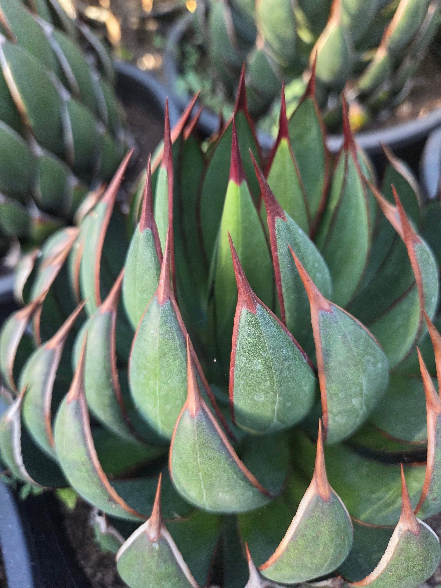 Mangave Praying Hands (3 Gal. Pot)