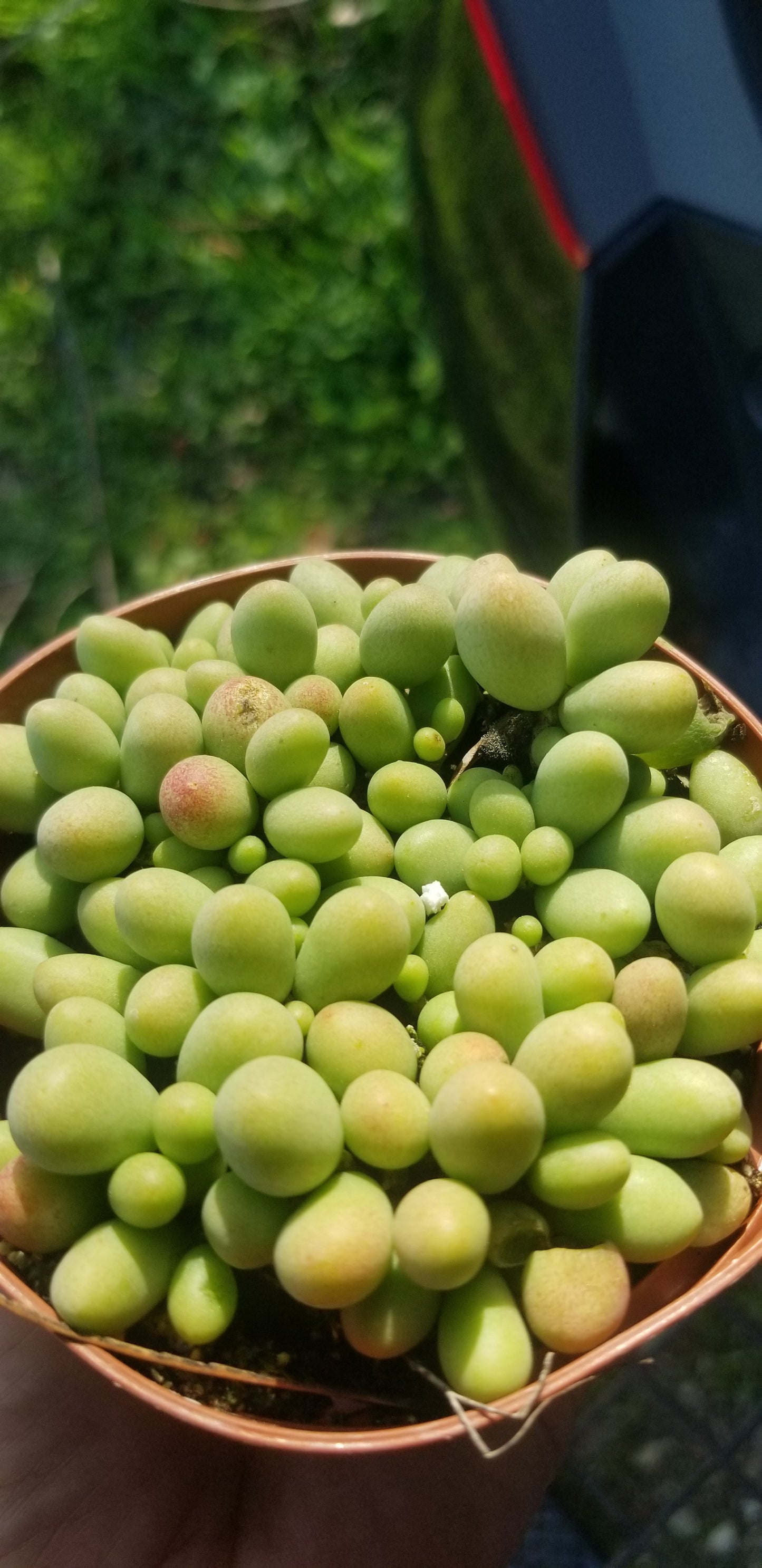 Cotyledon Schaeferianus "Dragon Eggs" (4" pot)