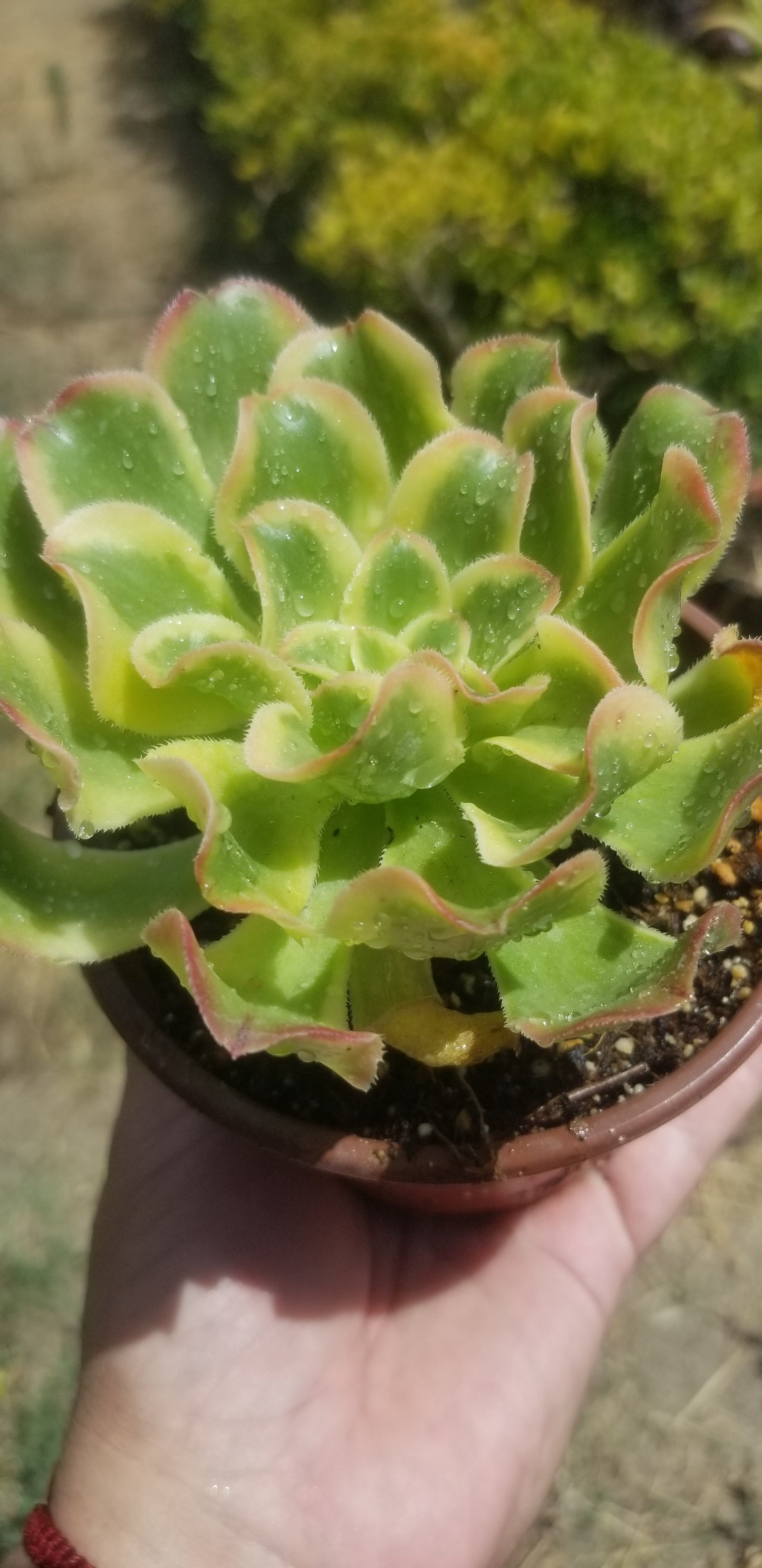 Aeonium Luteovariegatum (4"Pot)