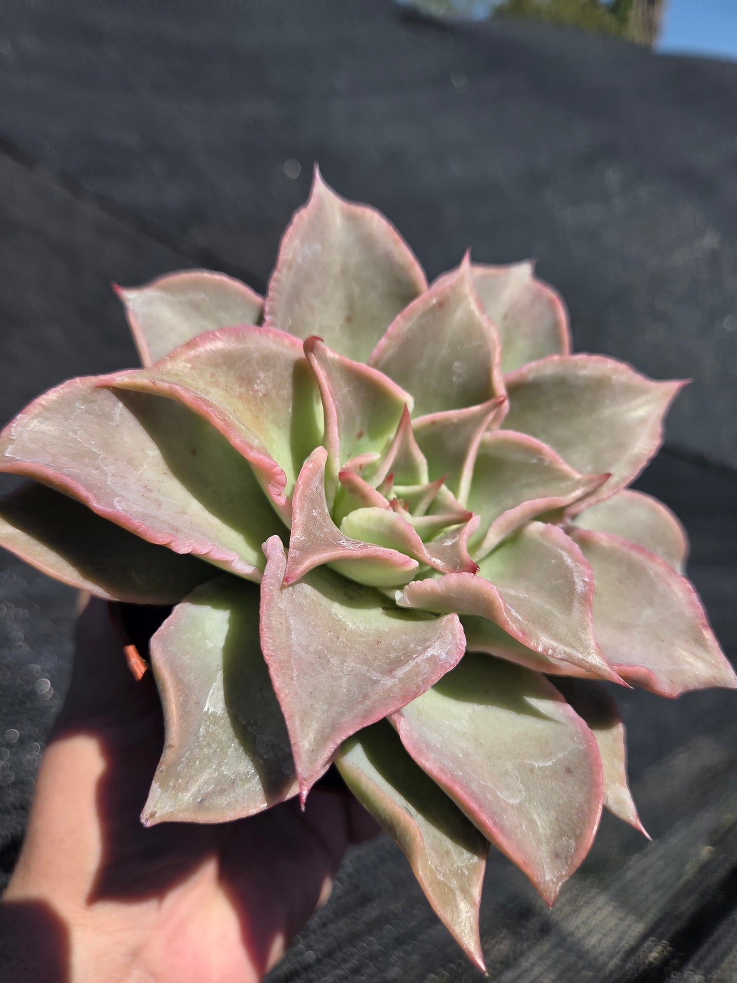 Echeveria Madiba